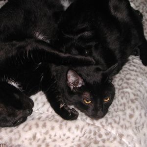 Meet your Posher, Karen